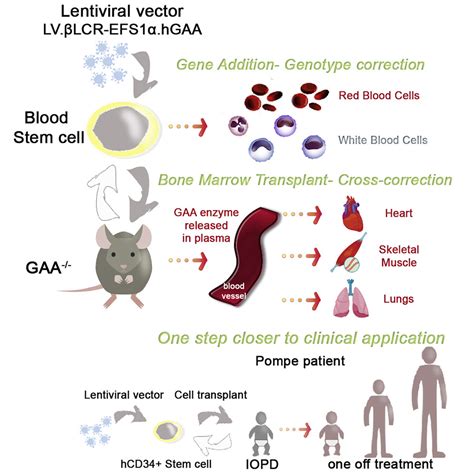 cartier science 2009|Hematopoietic stem cell gene therapy with a lentiviral vector in X .